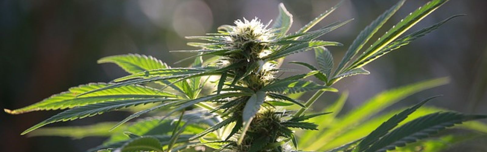 marijuana