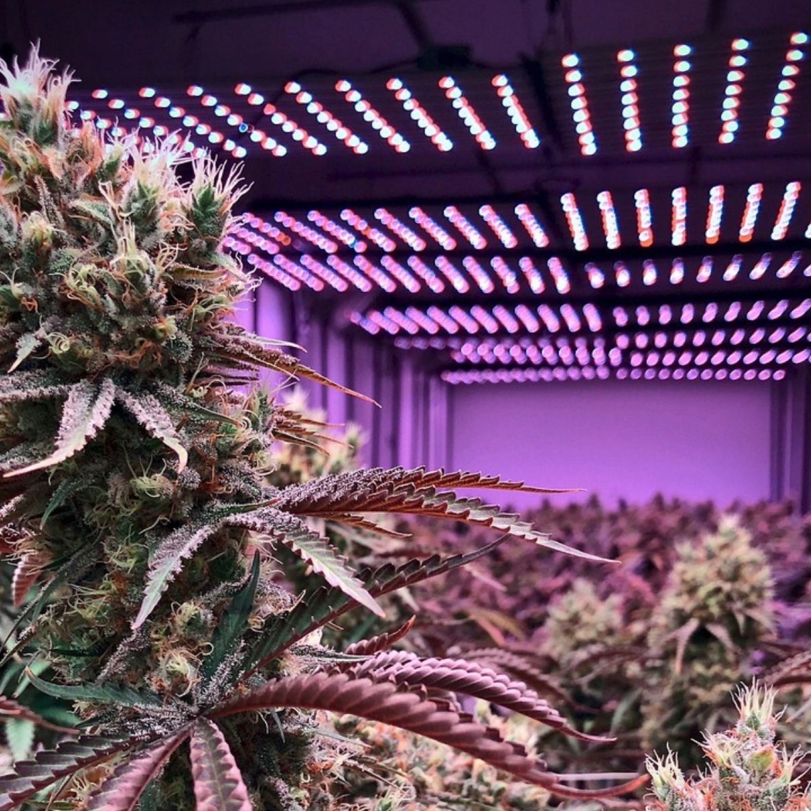 cannabis plant plants garden led light lights lighting indoor