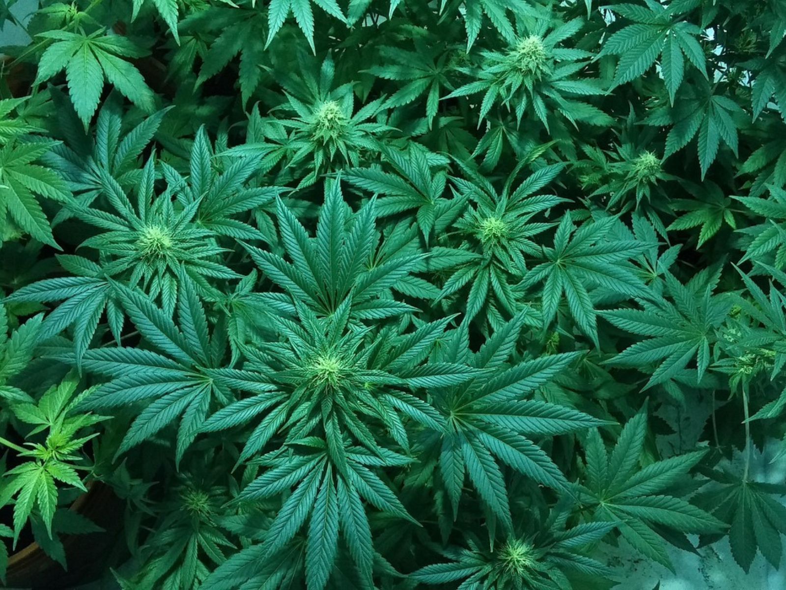 cannabis plants