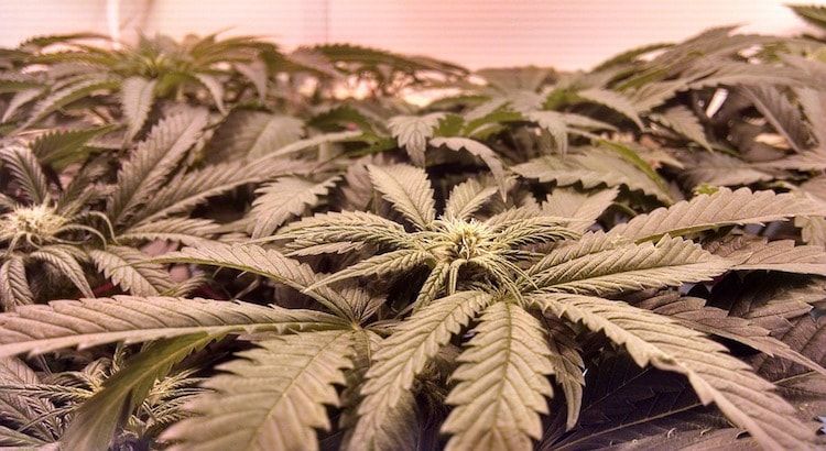 marijuana plants