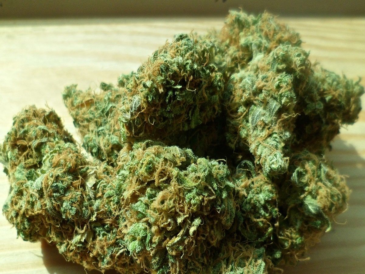 cannabis flower buds
