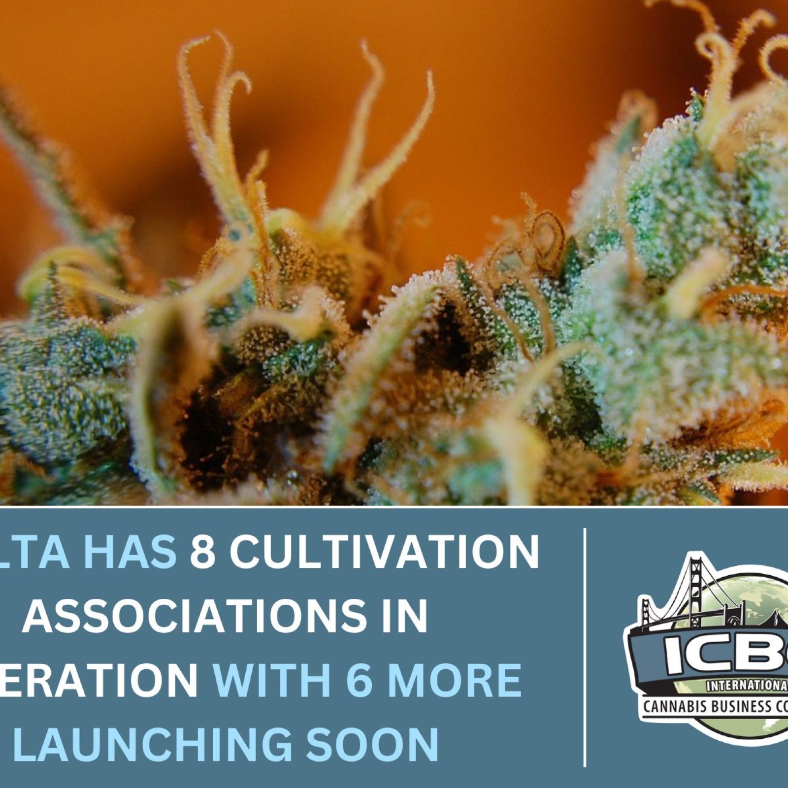 Malta cannabis cultivation associations