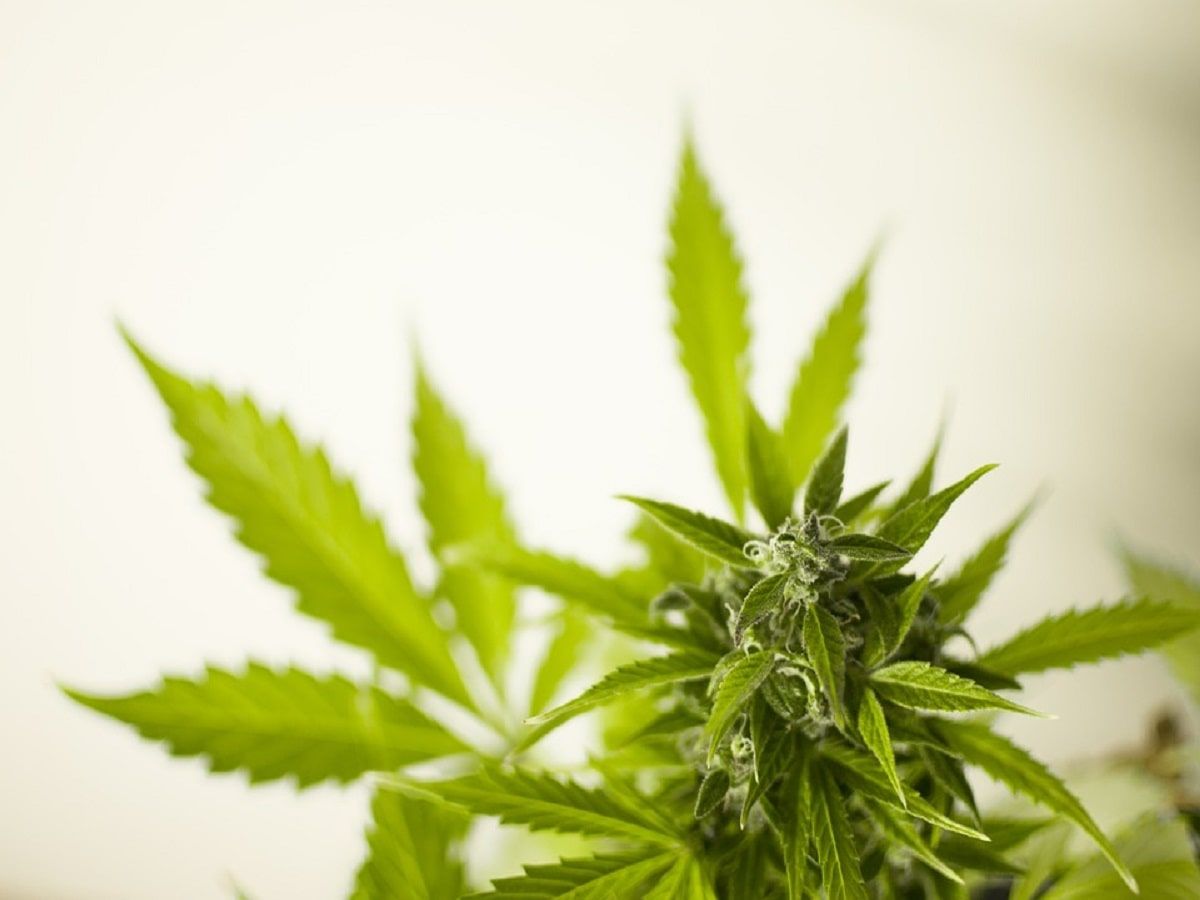 Cannabis plant