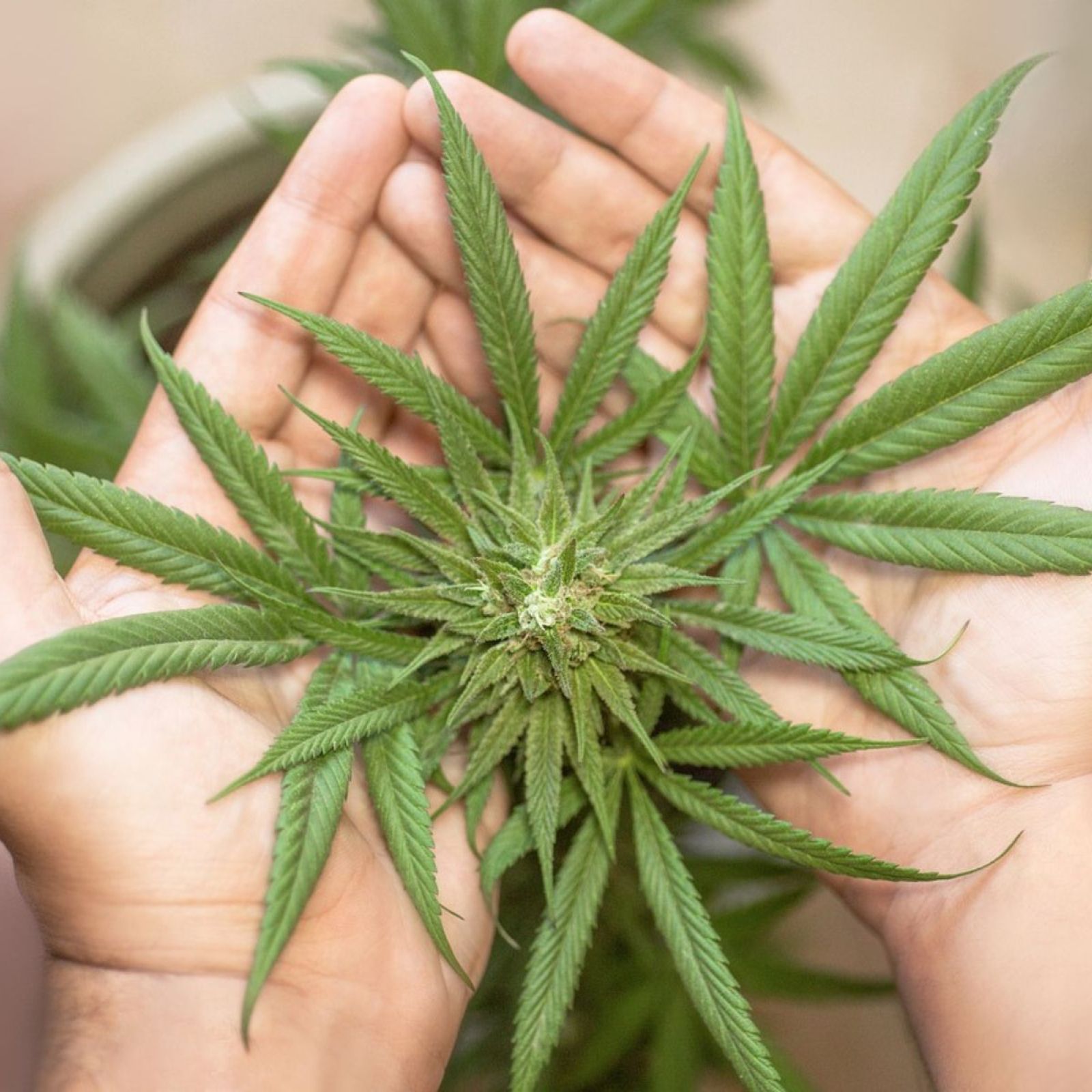 hands holding cannabis plant