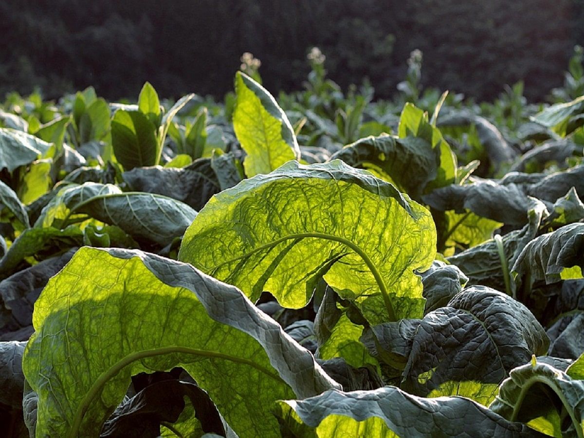 tobacco