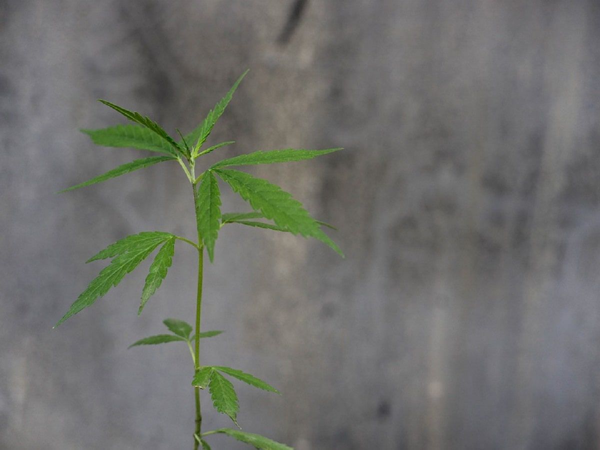 cannabis plant outdoor