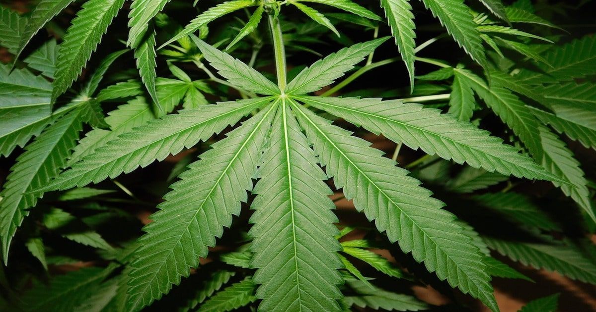 marijuana leaves