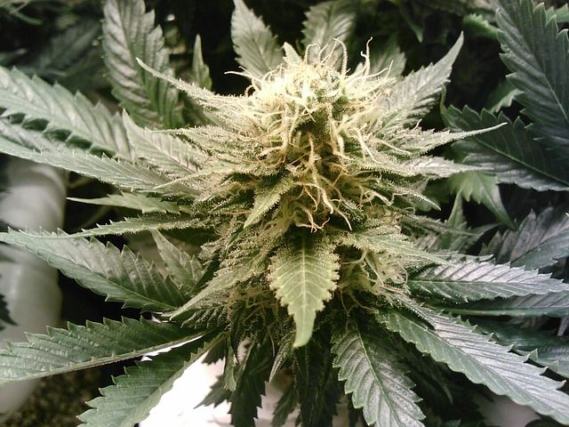 cannabis plant