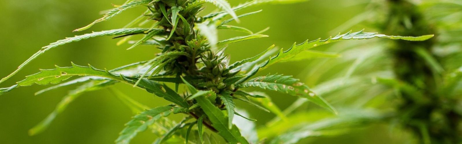 hemp plants