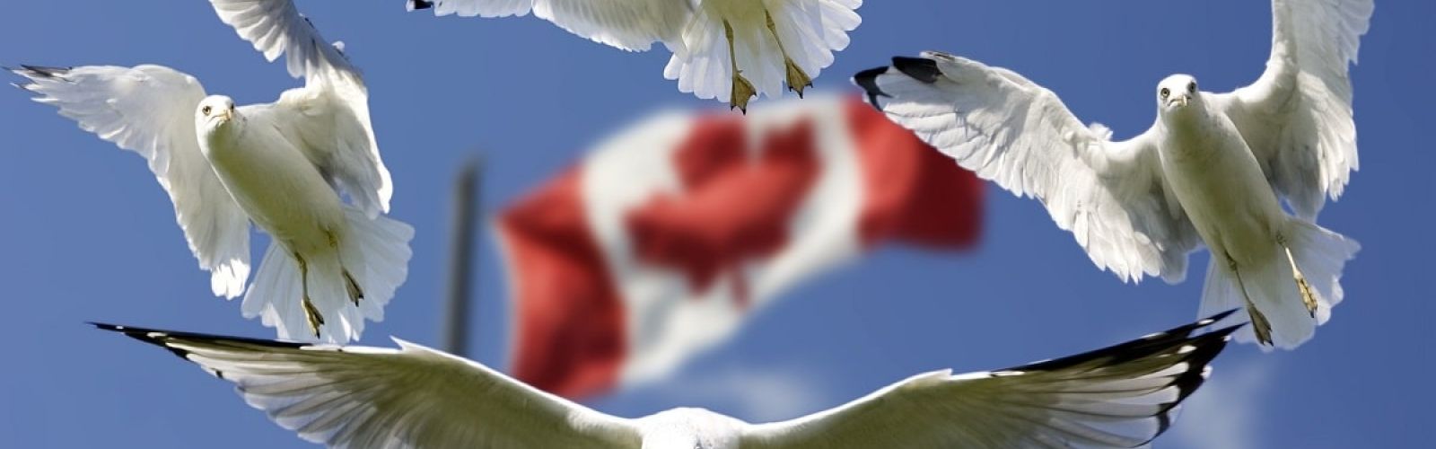 canada flag