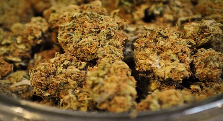 GrapeCrushMarijuana