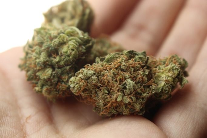 Marijuana buds in hand