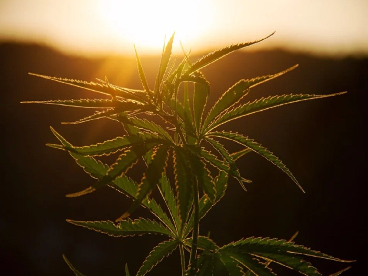 cannabis plant
