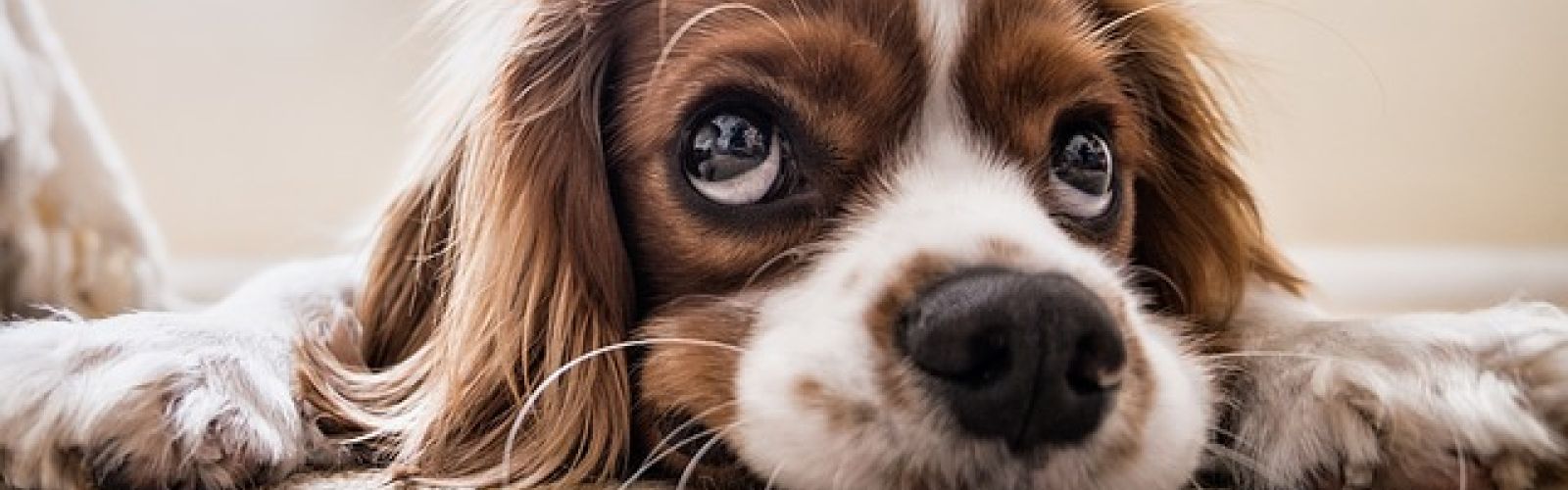 doggy cbd