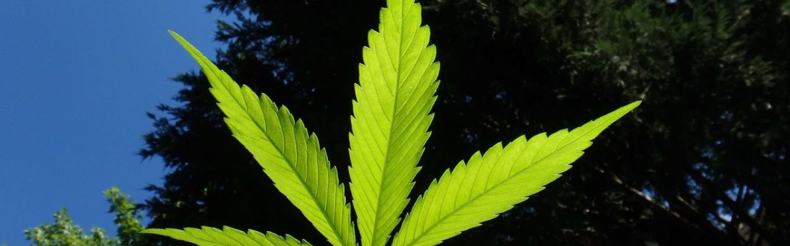 Hemp cannabis plant leaf sungrown outdoors garden