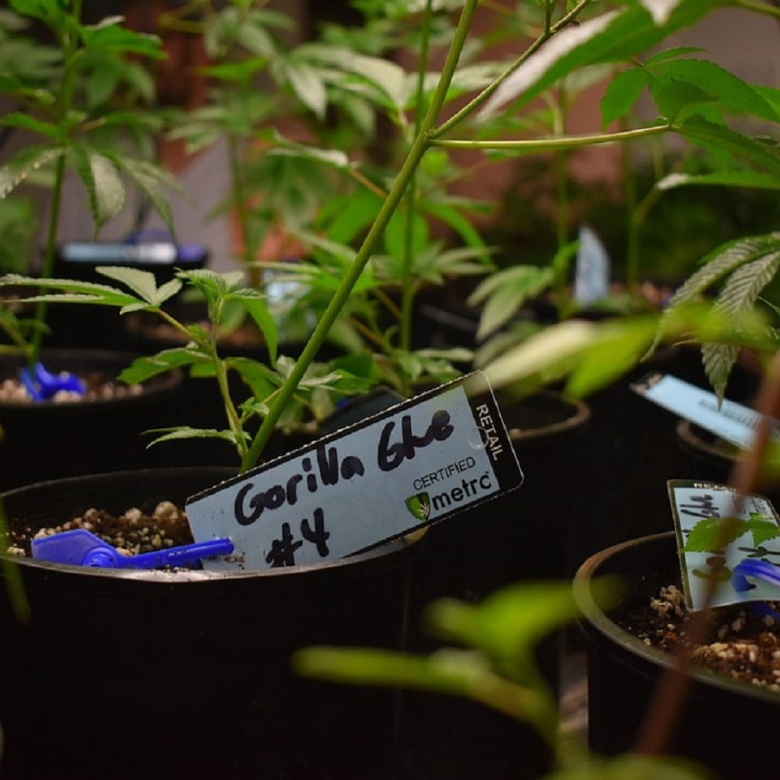 Cannabis plant metrc seed to sale tracking