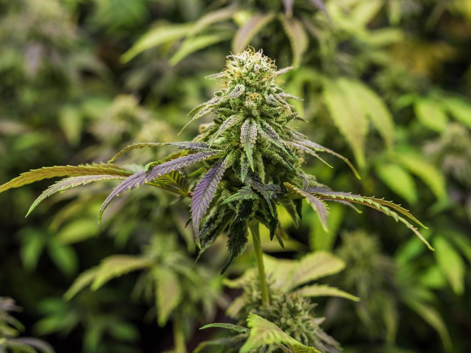 cannabis plant bud flower plants indoor cannabis plant bud flower plants indoor