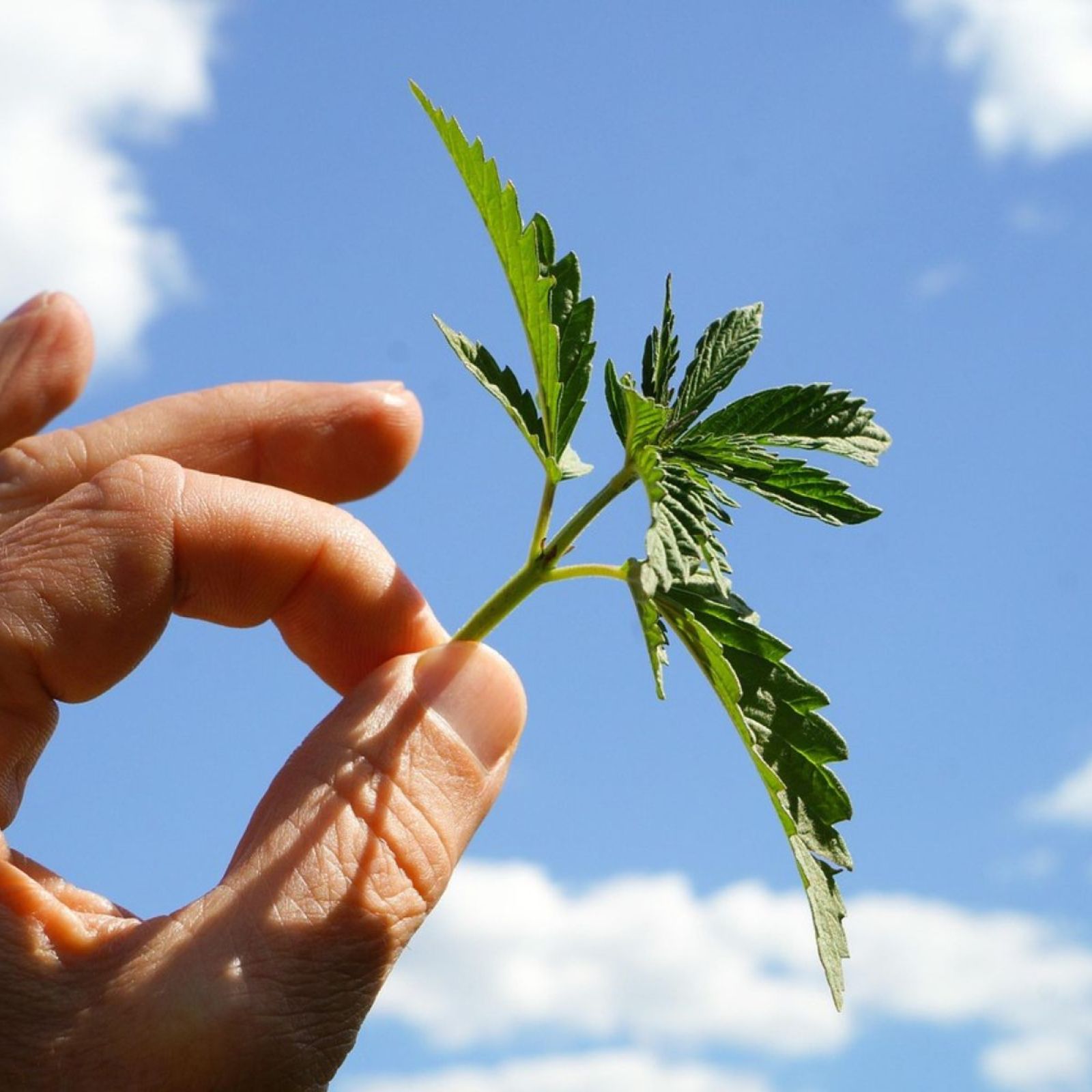 hemp cannabis leaf leaves plant