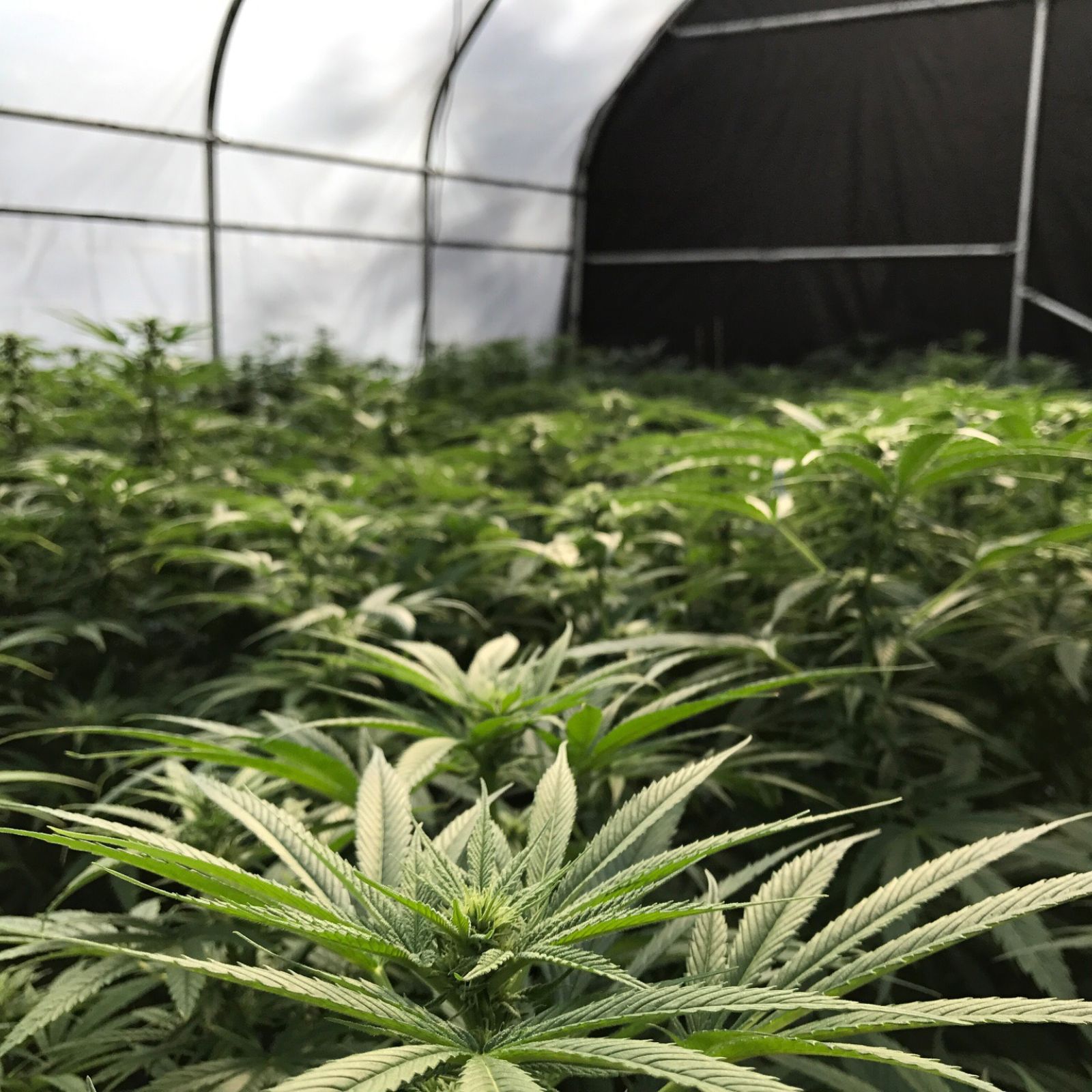 Cannafornia marijuana