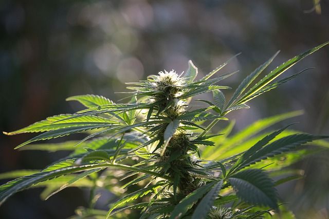 marijuana