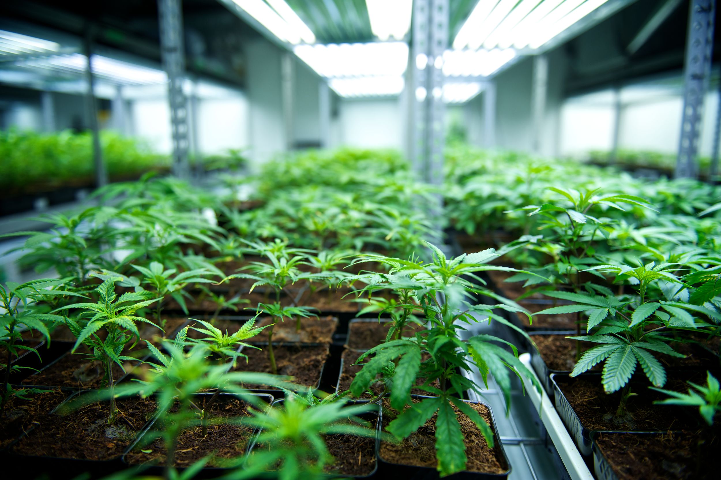 Tilray veg