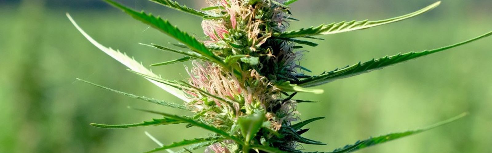 cannabis plant bud field outdoor