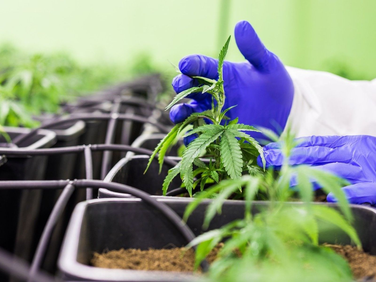 medical cannabis plants indoor garden