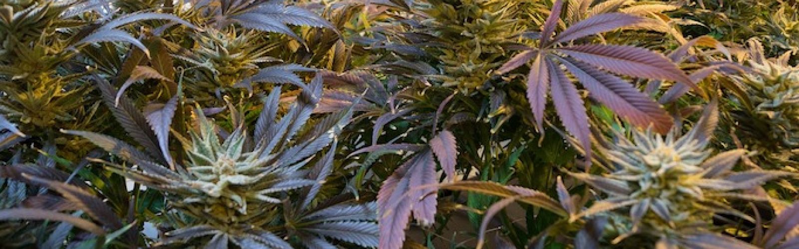 cannabis