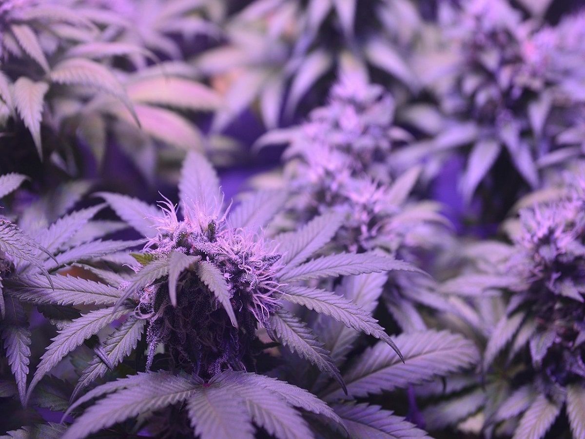 purple cannabis plant flower bud