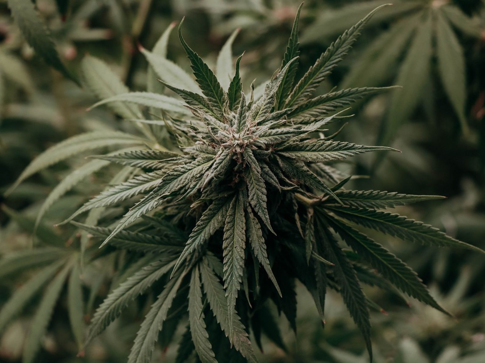 cannabis plant