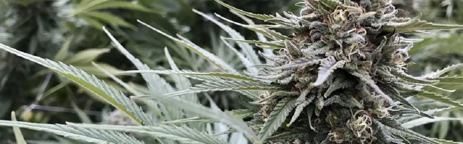 cannabis flower
