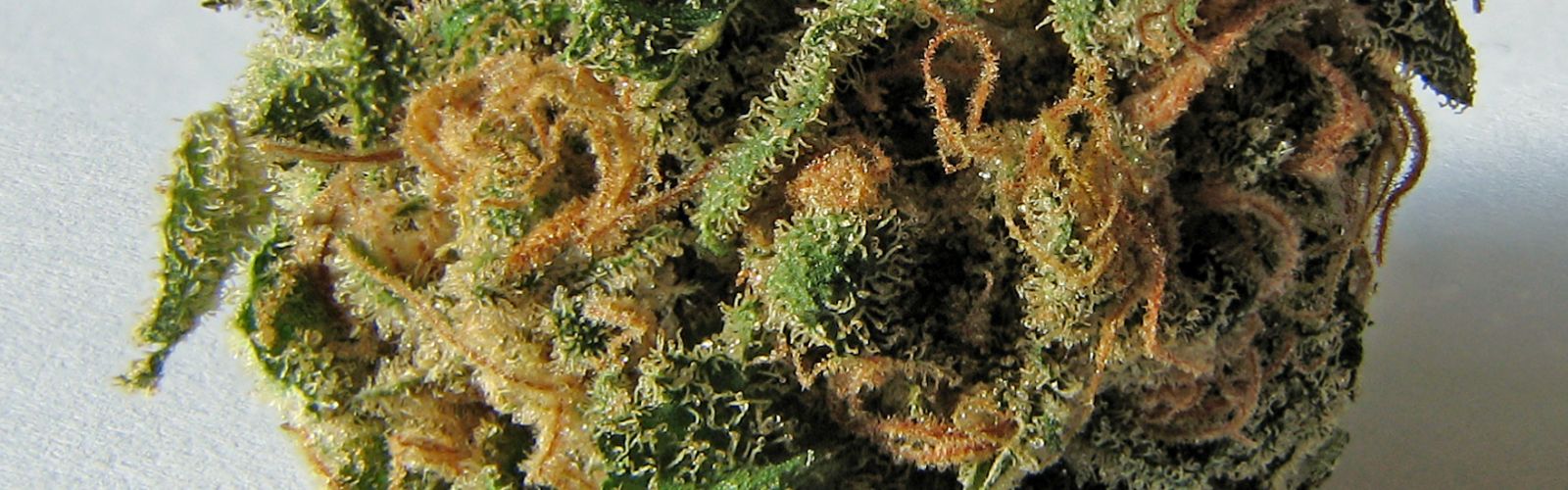 marijuana