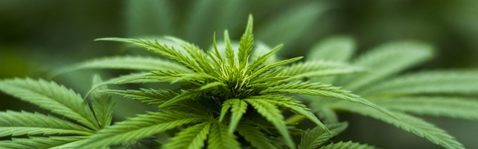 cannabis plant