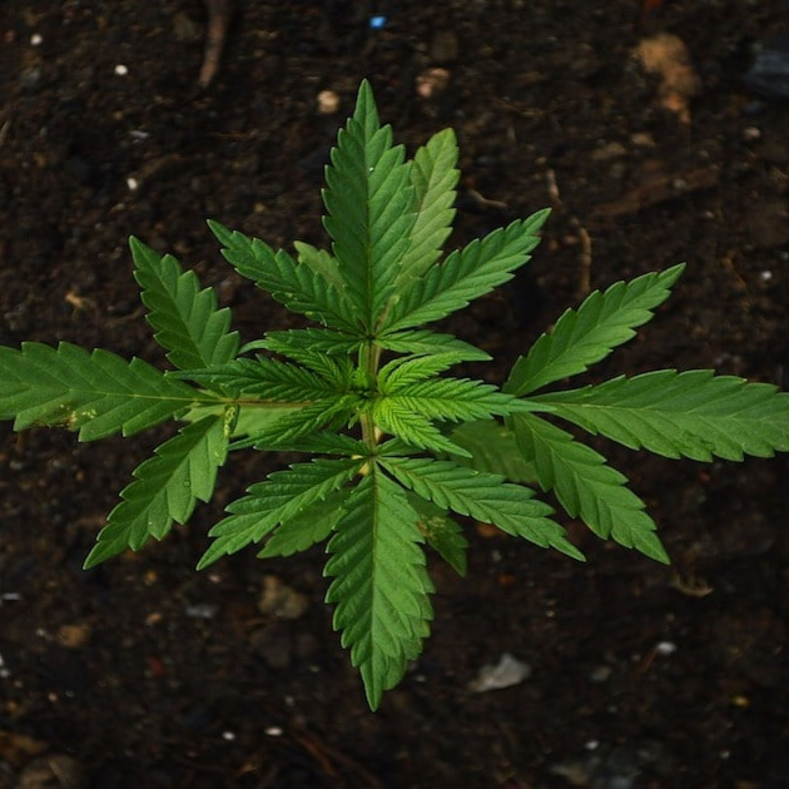 cannabis seedling plant