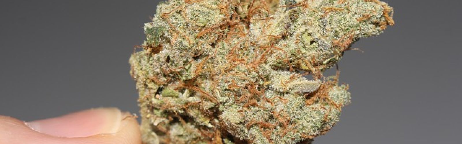marijuana bud