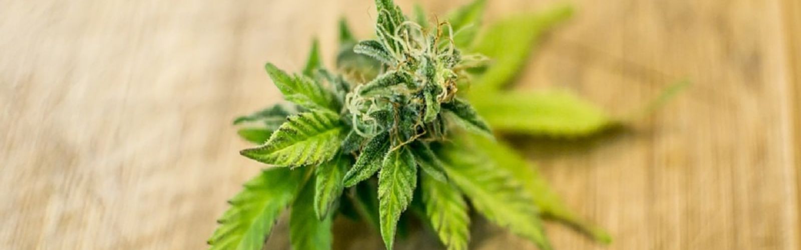 Cannabis Flower