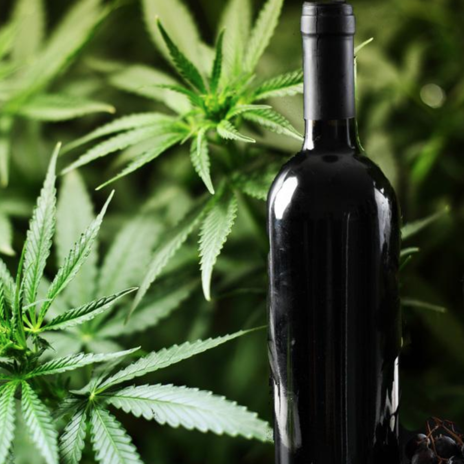 marijuana and wine