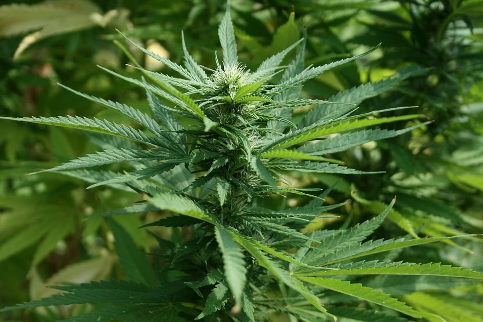 cannabis marijuana plant