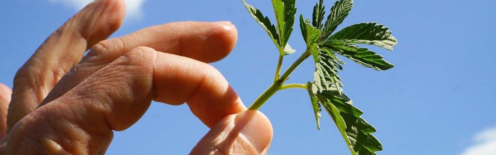 cannabis leaf