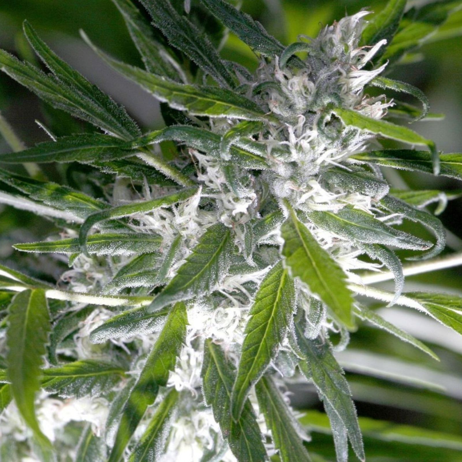 cannabis plant bud flower