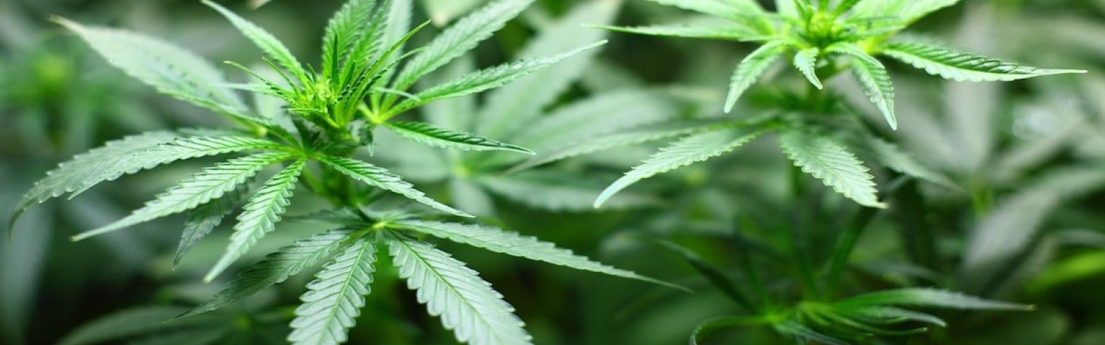 cannabis plant