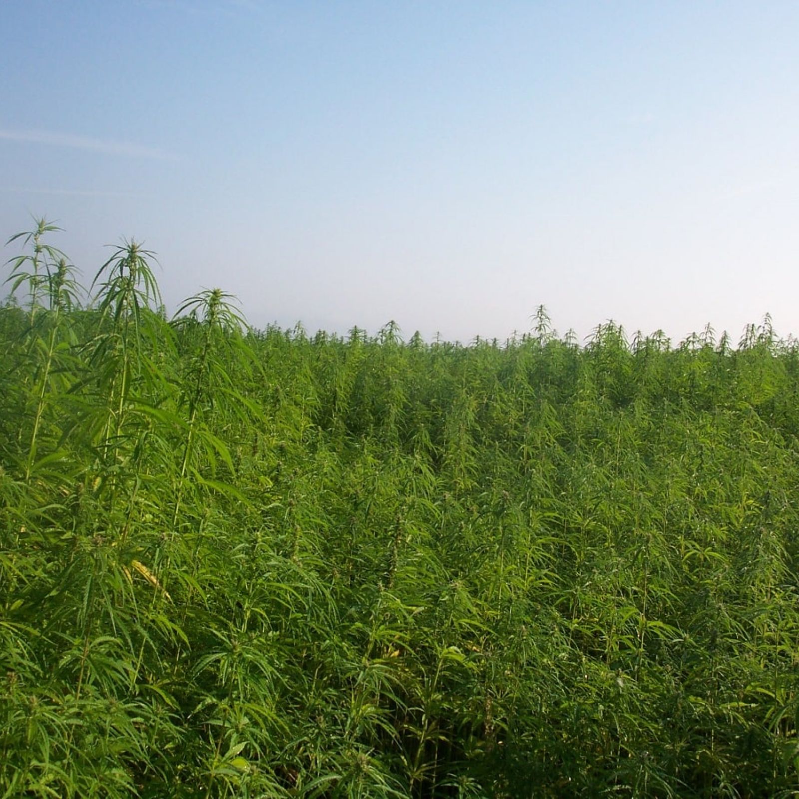 industrial hemp field