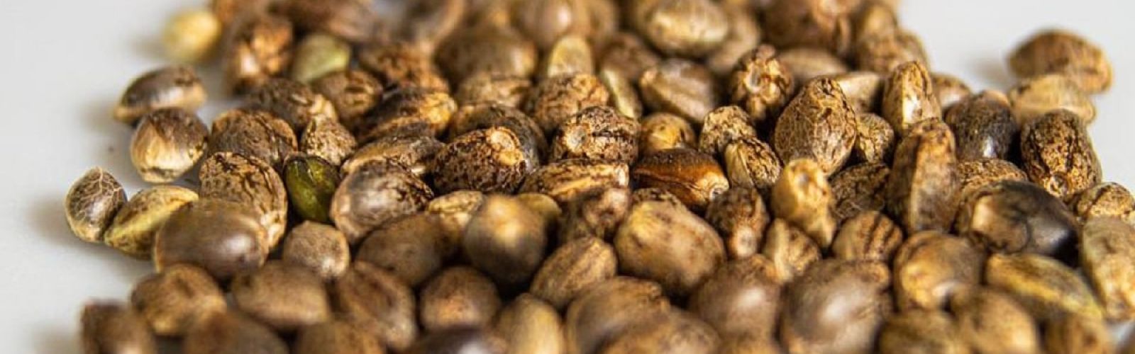 cannabis seeds