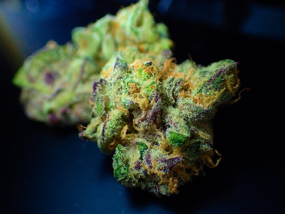 cannabis flower plant