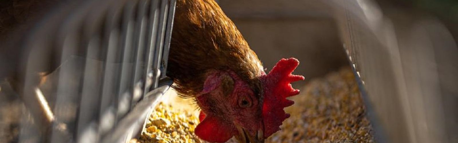 chicken