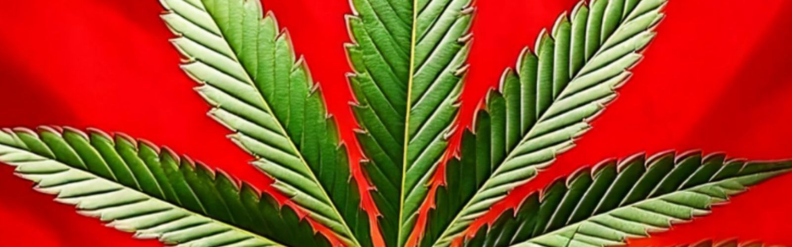 germany cannabis