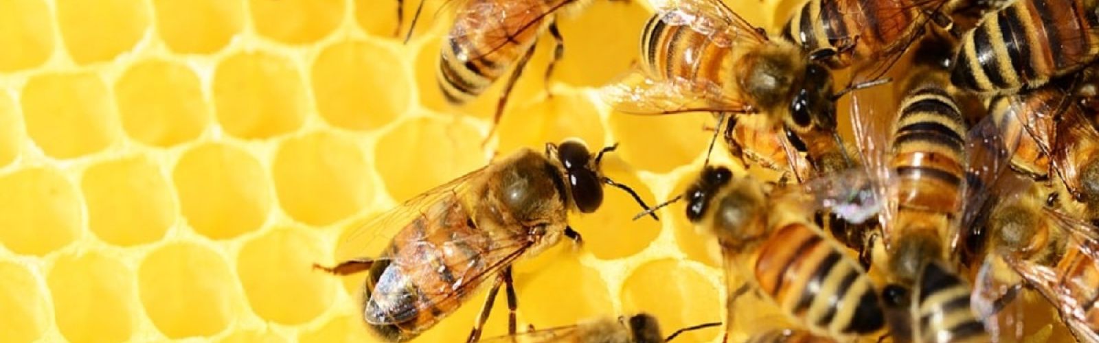 bees