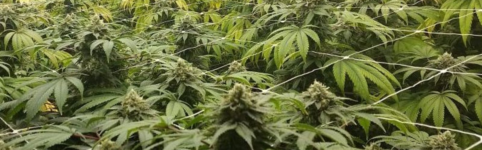 Cannabis Plants