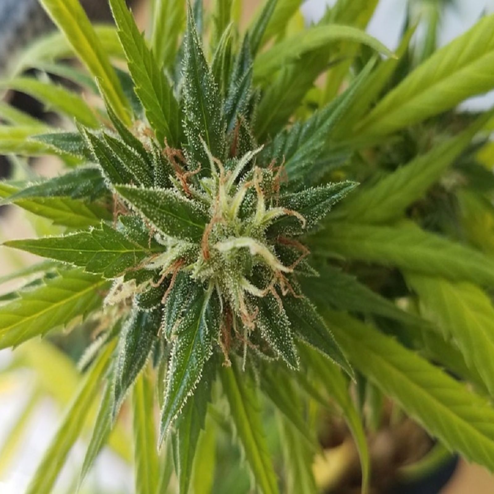 cannabis plant bud flower