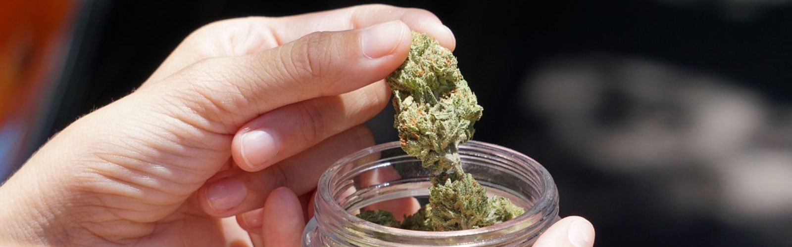 jar of cannabis flower